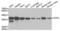 FPS antibody, LS-C334258, Lifespan Biosciences, Western Blot image 