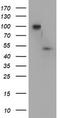 Docking Protein 7 antibody, LS-C173981, Lifespan Biosciences, Western Blot image 