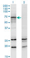 Beta-1,4-mannosyl-glycoprotein 4-beta-N-acetylglucosaminyltransferase antibody, LS-C197678, Lifespan Biosciences, Western Blot image 