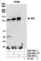 Cohesin subunit SA-2 antibody, A300-159A, Bethyl Labs, Immunoprecipitation image 
