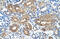MYB Proto-Oncogene Like 1 antibody, ARP32707_T100, Aviva Systems Biology, Immunohistochemistry paraffin image 