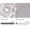 Single Stranded DNA Binding Protein 1 antibody, NBP1-80720, Novus Biologicals, Immunohistochemistry paraffin image 