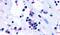 Cysteinyl Leukotriene Receptor 1 antibody, PA5-33463, Invitrogen Antibodies, Immunohistochemistry frozen image 