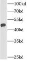 Glycerol-3-Phosphate Acyltransferase 3 antibody, FNab00218, FineTest, Western Blot image 