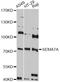 CDw108 antibody, abx126529, Abbexa, Western Blot image 