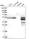 Amidohydrolase Domain Containing 1 antibody, PA5-58898, Invitrogen Antibodies, Western Blot image 