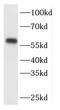 F-Box Protein 7 antibody, FNab03049, FineTest, Western Blot image 