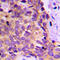KAP1 antibody, LS-C352704, Lifespan Biosciences, Immunohistochemistry frozen image 