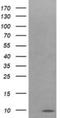 Cytochrome C Oxidase Subunit 6C antibody, NBP2-45645, Novus Biologicals, Western Blot image 