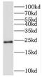 Mitochondrial Ribosomal Protein S26 antibody, FNab05357, FineTest, Western Blot image 