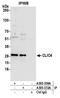 Chloride Intracellular Channel 4 antibody, A305-359A, Bethyl Labs, Immunoprecipitation image 