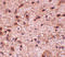 Nipsnap Homolog 3B antibody, 4957, ProSci, Immunohistochemistry paraffin image 