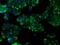 Protein Tyrosine Phosphatase Receptor Type E antibody, MA5-25072, Invitrogen Antibodies, Immunocytochemistry image 