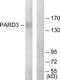 Par-3 Family Cell Polarity Regulator antibody, TA315617, Origene, Western Blot image 