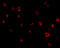 Amino-terminal enhancer of split antibody, 3607, ProSci Inc, Immunofluorescence image 