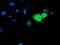 Guanylate Binding Protein 1 antibody, M03067, Boster Biological Technology, Immunofluorescence image 