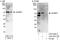 SH3 Domain Binding Protein 2 antibody, A303-286A, Bethyl Labs, Immunoprecipitation image 