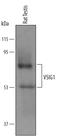 V-Set And Immunoglobulin Domain Containing 1 antibody, AF5324, R&D Systems, Western Blot image 