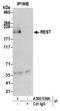 NRSF antibody, A300-539A, Bethyl Labs, Immunoprecipitation image 