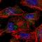 Ankyrin Repeat Domain 26 antibody, HPA040654, Atlas Antibodies, Immunofluorescence image 