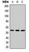 Mitogen-Activated Protein Kinase 9 antibody, abx121506, Abbexa, Western Blot image 