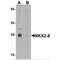 Homeobox protein Nkx-2.8 antibody, MBS151506, MyBioSource, Western Blot image 