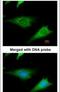 Ribosomal Protein S3A antibody, PA5-21632, Invitrogen Antibodies, Immunofluorescence image 