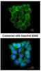 Purinergic Receptor P2X 5 antibody, NBP2-19658, Novus Biologicals, Immunofluorescence image 