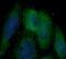 Folate Receptor Alpha antibody, FNab03184, FineTest, Immunofluorescence image 