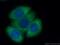 Tripartite Motif Containing 25 antibody, 12573-1-AP, Proteintech Group, Immunofluorescence image 