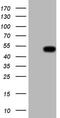 Renin antibody, MA5-26864, Invitrogen Antibodies, Western Blot image 