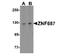 Zinc Finger Protein 687 antibody, NBP2-41175, Novus Biologicals, Western Blot image 