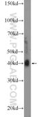R-Spondin 3 antibody, 17193-1-AP, Proteintech Group, Western Blot image 