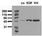 Glycogen Synthase Kinase 3 Alpha antibody, ADI-905-759-100, Enzo Life Sciences, Western Blot image 