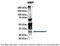 Myelin Basic Protein antibody, ARP56224_P050, Aviva Systems Biology, Immunoprecipitation image 