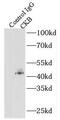 Creatine Kinase B antibody, FNab01959, FineTest, Immunoprecipitation image 