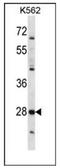 Serine Protease 27 antibody, AP53468PU-N, Origene, Western Blot image 