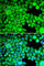 Fatty Acid Binding Protein 3 antibody, A5312, ABclonal Technology, Immunofluorescence image 