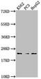 BLVRB antibody, CSB-PA002722HA01HU, Cusabio, Western Blot image 