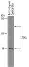 Slit homolog 3 protein antibody, AF3629, R&D Systems, Western Blot image 