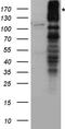 NMDAR2A antibody, TA890121, Origene, Western Blot image 