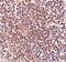 Putative overexpressed in colon carcinoma 1 protein antibody, PA5-20672, Invitrogen Antibodies, Immunohistochemistry paraffin image 