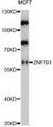 Zinc Finger Protein 703 antibody, LS-C749331, Lifespan Biosciences, Western Blot image 
