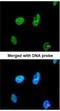 TatD DNase Domain Containing 1 antibody, NBP1-31569, Novus Biologicals, Immunocytochemistry image 