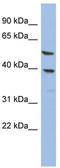 S-acyl fatty acid synthase thioesterase, medium chain antibody, TA335987, Origene, Western Blot image 