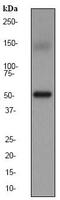 Steroid hormone receptor ERR1 antibody, ab76228, Abcam, Western Blot image 