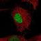 POU Class 3 Homeobox 2 antibody, NBP2-61436, Novus Biologicals, Immunofluorescence image 