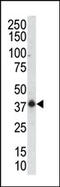 MK12 antibody, AP14130PU-N, Origene, Western Blot image 