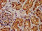 Protein wntless homolog antibody, CSB-PA716359LA01HU, Cusabio, Immunohistochemistry frozen image 