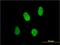 X-ray repair cross-complementing protein 6 antibody, MCA3127Z, Bio-Rad (formerly AbD Serotec) , Immunofluorescence image 